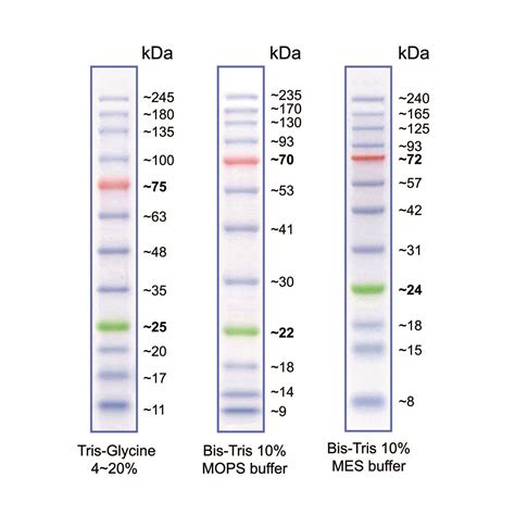 precision protein ladder|Protein marker